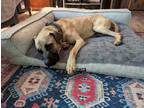 Adopt CJ a Tan/Yellow/Fawn - with Black Anatolian Shepherd / Mixed dog in