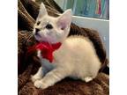 Adopt SUSHI a Cream or Ivory Siamese (short coat) cat in Spring, TX (31960290)