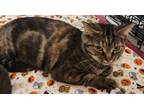 Adopt Sugar a Brown Tabby Domestic Shorthair (short coat) cat in Irwin