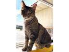 Adopt Honey a All Black Domestic Shorthair / Mixed Breed (Medium) / Mixed (short