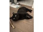Adopt Dad a All Black American Shorthair / Mixed (short coat) cat in Columbus