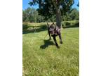 Adopt ZORRO a Black - with White American Pit Bull Terrier / Mixed dog in