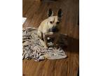 Adopt Ronan a Tan/Yellow/Fawn - with White American Pit Bull Terrier / Mixed dog