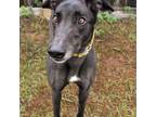 Adopt GOT A VISION a Black - with White Greyhound / Mixed dog in Grandville