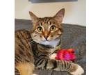 Adopt Precious a Tan or Fawn Tabby Domestic Shorthair (short coat) cat in