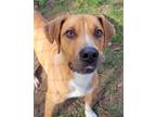 Adopt Daniel a Tan/Yellow/Fawn Boxer / Mixed Breed (Medium) / Mixed dog in