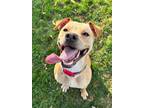 Adopt Olivia a Tan/Yellow/Fawn Labrador Retriever / Mixed Breed (Medium) / Mixed