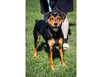Adopt Fraulein a Black - with Brown, Red, Golden, Orange or Chestnut Rottweiler