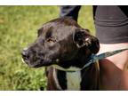 Adopt Wallaby a Black - with White Labrador Retriever / Terrier (Unknown Type