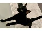 Adopt Mr Kitty a Black (Mostly) Domestic Shorthair (short coat) cat in
