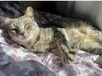 Adopt Benjamin a Gray, Blue or Silver Tabby Domestic Shorthair (short coat) cat