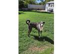 Adopt Jack a Gray/Silver/Salt & Pepper - with White Boxer / American Pit Bull