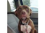 Adopt Jade a Brown/Chocolate American Pit Bull Terrier / Mixed Breed (Medium) /