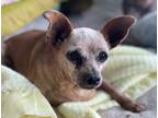 Adopt Boston a Red/Golden/Orange/Chestnut Miniature Pinscher / Miniature