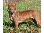 Adopt Precious a Brindle - with White American Pit Bull Terrier / Mixed dog in
