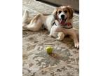 Adopt Twinkie a Tan/Yellow/Fawn - with White Retriever (Unknown Type) / Beagle /