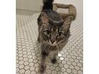 Adopt Raleen a Gray, Blue or Silver Tabby Domestic Longhair (long coat) cat in