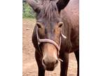 Adopt Trudy a Black Donkey/Mule/Burro/Hinny horse in East Hartland