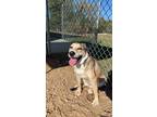 Adopt Tato a Tan/Yellow/Fawn - with Black Siberian Husky / Beagle / Mixed dog in