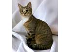 Adopt SUPER SKY a Brown Tabby Domestic Shorthair (short coat) cat in