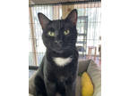 Adopt Binx a All Black Domestic Shorthair / Mixed Breed (Medium) / Mixed (short