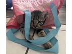 Adopt Michael Meowers a Brown Tabby Domestic Shorthair (short coat) cat in