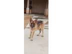 Adopt Eugene a Black - with Tan, Yellow or Fawn German Shepherd Dog / Mixed dog
