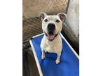 Adopt Beefy a White Mixed Breed (Small) / Mixed Breed (Medium) / Mixed (short