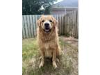 Adopt McKennie a Tan/Yellow/Fawn - with White Golden Retriever / Great Pyrenees