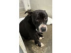 Adopt Jimbo a Black Terrier (Unknown Type, Medium) / Mixed Breed (Medium) /