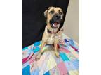 Adopt Zara a Tan/Yellow/Fawn - with Black Great Dane / Mastiff / Mixed dog in