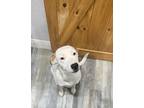 Adopt Bonnie a White - with Tan, Yellow or Fawn Dalmatian / Labrador Retriever /