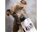 Adopt Duke (825) a Merle American Pit Bull Terrier / Mixed Breed (Medium) /