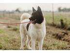 Adopt Bailey a Black - with White Akita / Mixed dog in Klondike, TX (39508874)