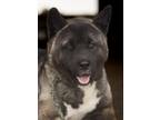 Adopt Felicia a Black - with Gray or Silver Akita / Mixed dog in Klondike