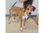Adopt Vinna a Tan/Yellow/Fawn Great Pyrenees / Black Mouth Cur / Mixed (short