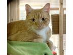 Adopt Wyatt- FeLV+ a Orange or Red Tabby Domestic Shorthair (short coat) cat in