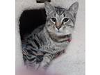 Adopt Mario a Brown Tabby Domestic Shorthair (short coat) cat in Germansville