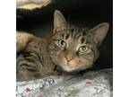 Adopt Marge a Brown Tabby Domestic Shorthair (short coat) cat in Germansville