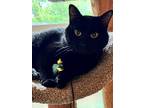 Adopt Dr Pepper a All Black Domestic Shorthair (short coat) cat in Germansville
