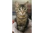 Adopt Blossom a Brown Tabby Domestic Shorthair (short coat) cat in Germansville