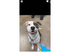 Adopt Bella a Black - with Tan, Yellow or Fawn American Pit Bull Terrier / Mixed