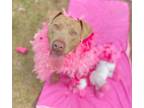 Adopt Shimmer a Tan/Yellow/Fawn Mixed Breed (Small) / Mixed Breed (Medium) /