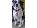 Adopt Hank a White Border Collie / Labrador Retriever / Mixed (short coat) dog