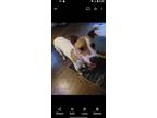 Adopt Buddy a Black - with Brown, Red, Golden, Orange or Chestnut Beagle / Mixed