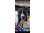 Adopt Fig a Black - with White Akita / American Pit Bull Terrier / Mixed dog in