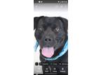 Adopt Tim a Black Akita / Alaskan Klee Kai / Mixed dog in Liberty, SC (39495985)