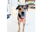 Adopt Max a Black - with Brown, Red, Golden, Orange or Chestnut Rottweiler /