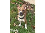 Adopt Beauty a Brindle American Pit Bull Terrier / Mixed Breed (Medium) / Mixed