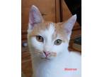 Adopt Monroe a Orange or Red Tabby Domestic Shorthair (short coat) cat in
